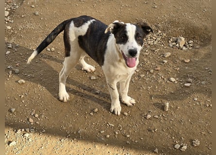 Brad: Hallo, hier bin ich!