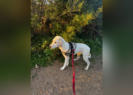 Bice: verschmuster Mini-Labbi-Mädchen Bice: verschmuster Mini-Labbi-Mädchen