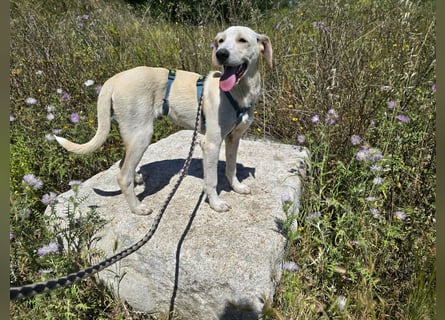 Esso: zarter kleiner Labbi-Mix