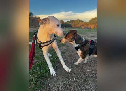 Bice: verschmuster Mini-Labbi-Mädchen Bice: verschmuster Mini-Labbi-Mädchen