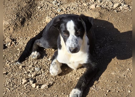 Birkin: perfekte Familienhündin