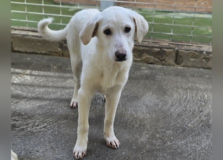 Chaya: einfach nur Klasse