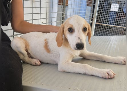 Patsy: ein ruhiger Schatz sucht Geborgenheit