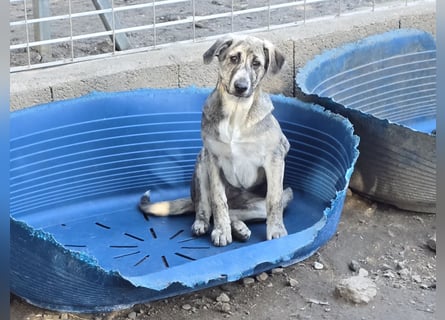 Cheyenne: beeindruckt mit ihrem ruhigen Wesen