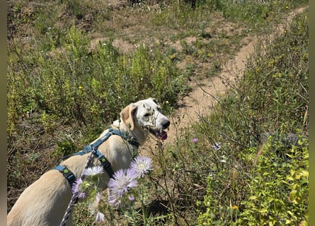Esso: zarter kleiner Labbi-Mix