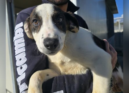 Brad: Hallo, hier bin ich!