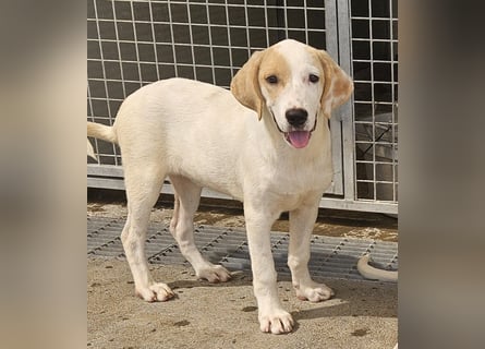 Romy: ein Schatz für die ganze Familie