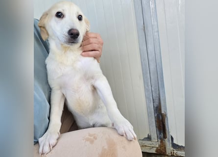 Liz: wer öffnet mir  die Tür?