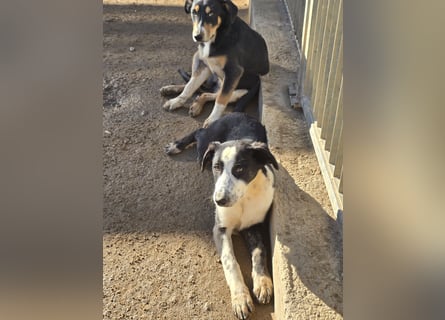 Birkin: perfekte Familienhündin