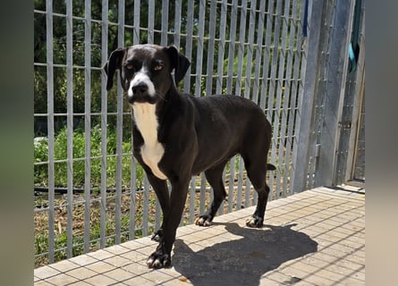 Sofia: Mini- Labrador für die ganze Familie