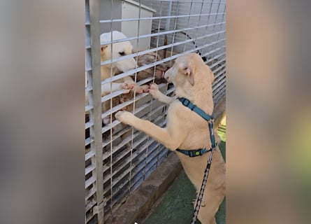 Kenba: Schönheit und Reinrassigkeit nutzen ihr nichts