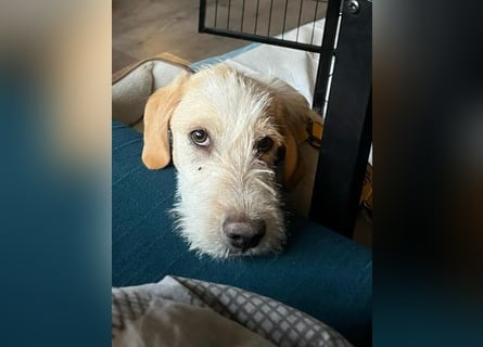 Noe: vom Flughafen ins schöne Leben