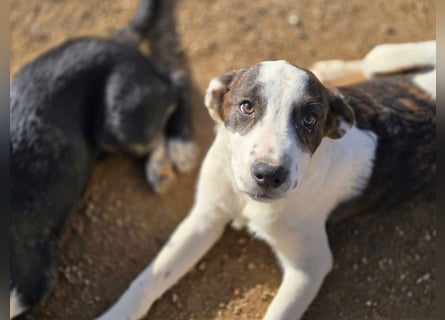 Brad: Hallo, hier bin ich!