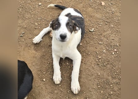 Brad: Hallo, hier bin ich!