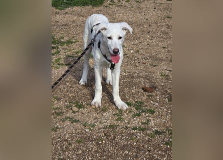 Chaya: einfach nur Klasse