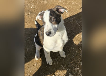 Brad: Hallo, hier bin ich!