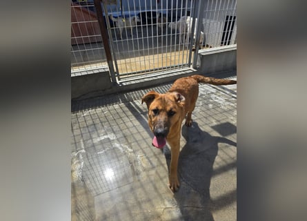 Fritz: kleiner Labbi-Mix wäre gern Familienhund