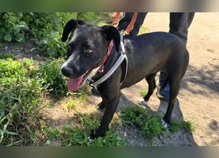 Brenda: Labrador im Kleinformat