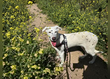 Clementina: grazile, aufgeweckte Schönheit