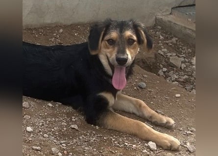 Bijou: perfekte Familienhündin