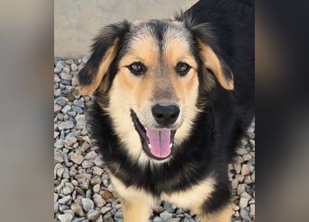 Bijou: perfekte Familienhündin