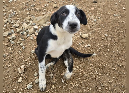 Birkin: perfekte Familienhündin