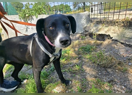 Brenda: Labrador im Kleinformat