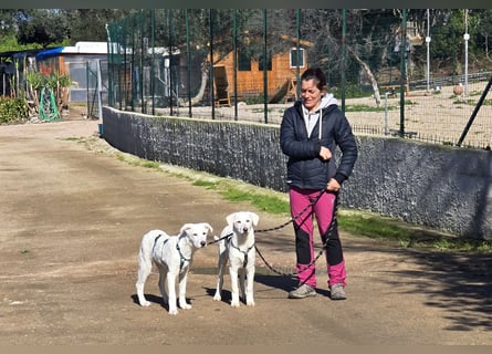 Chaya: einfach nur Klasse