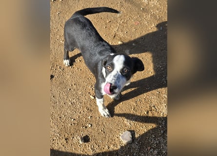 Birkin: perfekte Familienhündin