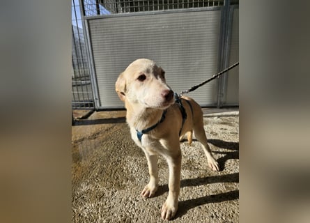 Kenba: Schönheit und Reinrassigkeit nutzen ihr nichts