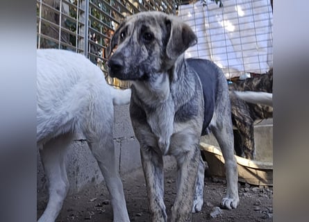 Cheyenne: beeindruckt mit ihrem ruhigen Wesen