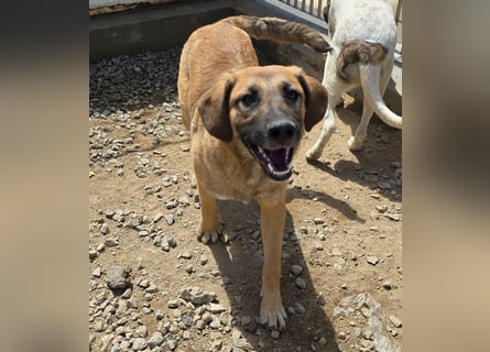 Vento: er wäre gern Familienhund