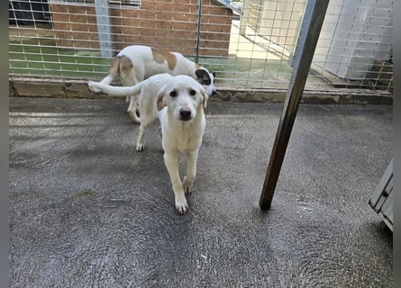 Chaya: einfach nur Klasse