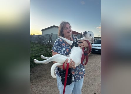 Bice: verschmuster Mini-Labbi-Mädchen Bice: verschmuster Mini-Labbi-Mädchen