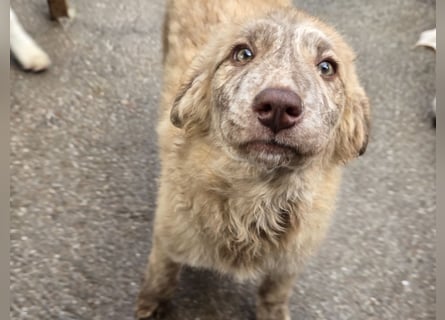 Kira: ein echter Hingucker