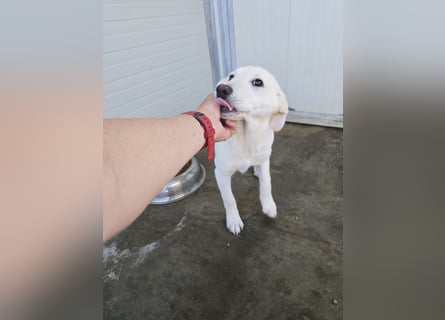 Liz: wer öffnet mir  die Tür?