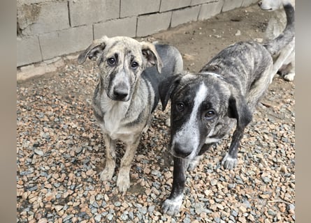 Cheyenne: beeindruckt mit ihrem ruhigen Wesen