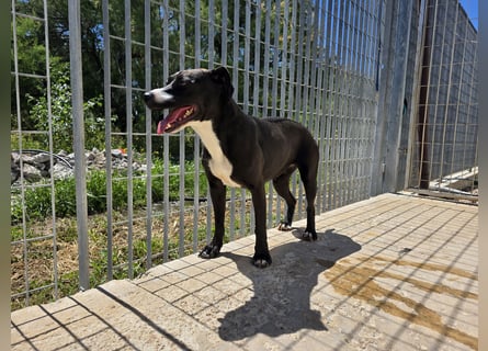 Sofia: Mini- Labrador für die ganze Familie