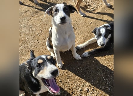 Brad: Hallo, hier bin ich!