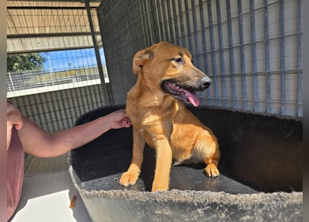 Fritz: kleiner Labbi-Mix wäre gern Familienhund