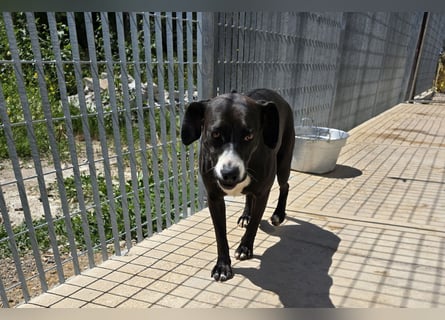 Sofia: Mini- Labrador für die ganze Familie