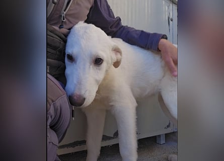 Kate: sanft, ruhig und verschmust,