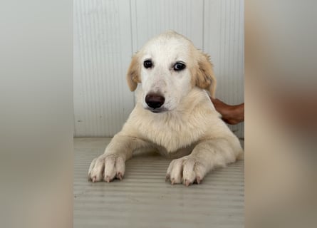 Tesorina: ein kleiner Schatz sucht dich