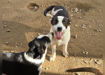 Brad: Hallo, hier bin ich!