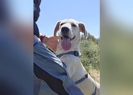 Esso: zarter kleiner Labbi-Mix