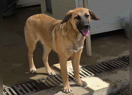 Vento: er wäre gern Familienhund