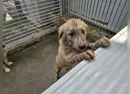 Kira: ein echter Hingucker