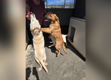 Fritz: kleiner Labbi-Mix wäre gern Familienhund