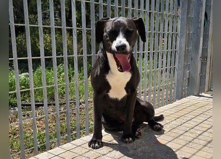 Sofia: Mini- Labrador für die ganze Familie