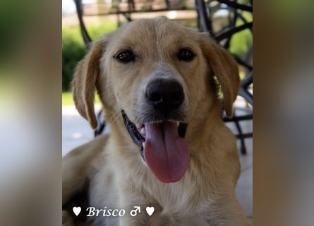 Brisco (in der Nähe von Frankfurt) sucht ein Zuhause